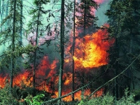 Полицейские напоминают о необходимости соблюдения правил пожарной безопасности в лесах