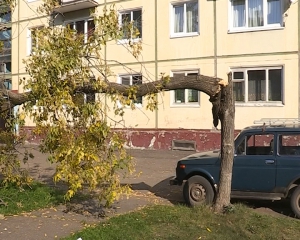 В ГЖКУ определяют список деревьев, подлежащих вырубке