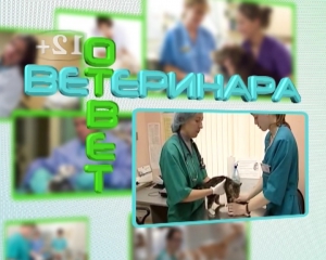 Ветеринар 21.10.2015