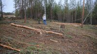 Житель Зеленогорска обнаружил лесоповал в районе Усовки