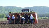 В "Искре" в самом разгаре посевная пора