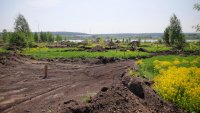 Заводчане обеспокоены судьбой дубовой аллеи, попавшей в зону благоустройства карьеров