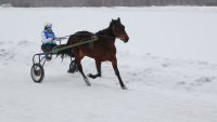 Содержать спортивную лошадь –  удовольствие дорогое