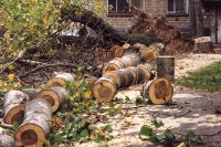 Деревья, угрожающие безопасности жителей, вырубят