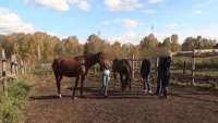 Уголовное дело о гибели девочки в Орловке направлено в суд