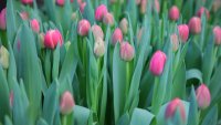 В теплице КБУ вырастили пятнадцать тысяч тюльпанов к предстоящему празднику