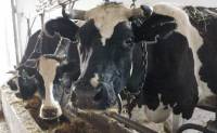 На территории ЗАТО выявлен  случай  заболевания  лейкозом крупнорогатого скота