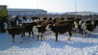 Молодняк крупнорогатого скота перенес сильные морозы в холодных помещениях