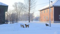 Стая собак нарушает спокойствие жителей п. Октябрьского