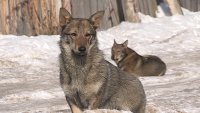 В Общественной палате вернулись к теме контроля отлова и содержания безнадзорных животных