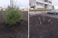 Центральную улицу города Бородино украсят молодыми деревьями