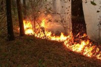 Сотрудники краевого Лесопожарного центра ликвидировали 7 лесных пожаров