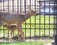 В зеленогорском зоопарке самка Сибирской косули родила двоих малышей