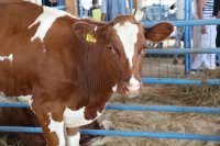В Красноярском крае не будут запрещать дворовой забой скота