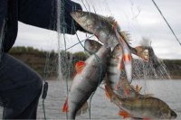 Четверо рыбаков привлечены к административной ответственности